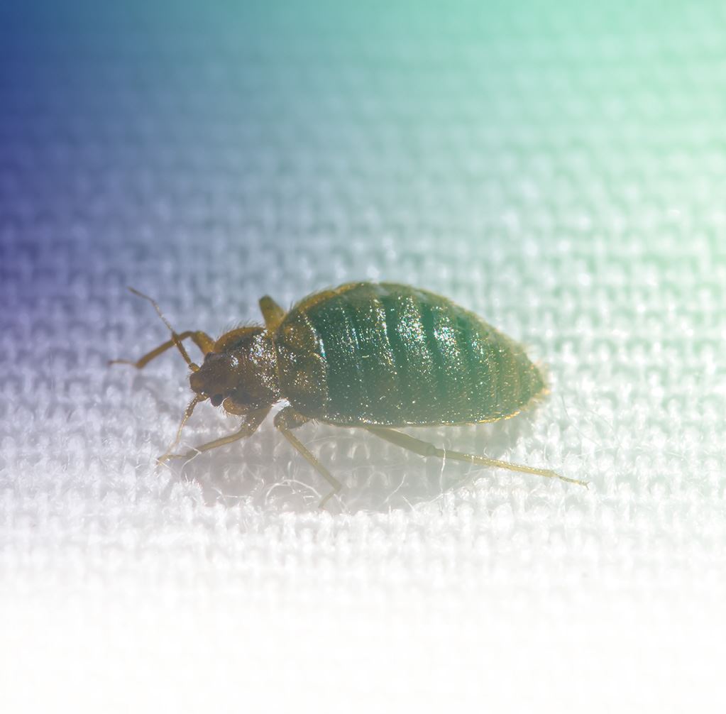 Palm Harbor Pest Control Services Bug Master Pest Control